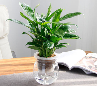 宁波北仑花木出租,哪家能提供优质多样的花卉绿植?