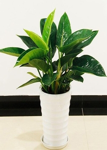 余姚绿植租摆公司 余姚绿植租摆公司